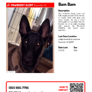 Image of bam bam, Lost Dog