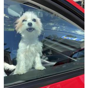 Image of Nena, Lost Dog