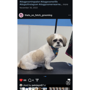 Image of Benny, Lost Dog