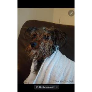 Image of Bell, Lost Dog