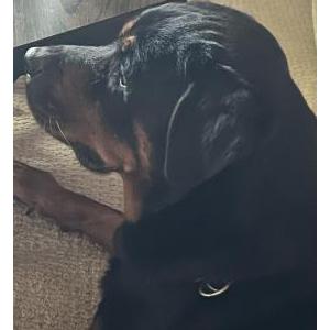 Image of Unknown, Lost Dog