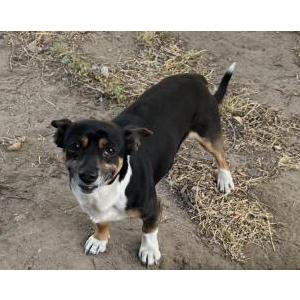 Image of unknown, Found Dog