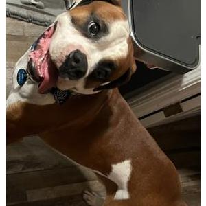 Image of Max, Lost Dog