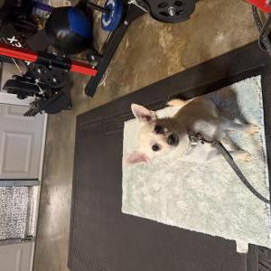 Image of Unknown, Found Dog