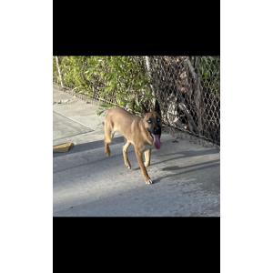 Image of Elsa, Lost Dog