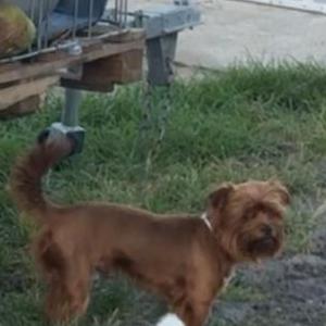 Lost Dog Jj