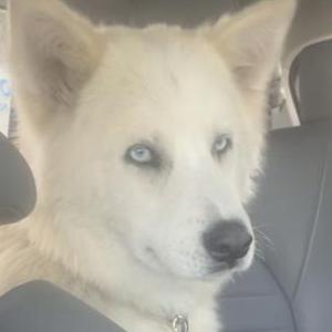 Image of Kiba, Lost Dog
