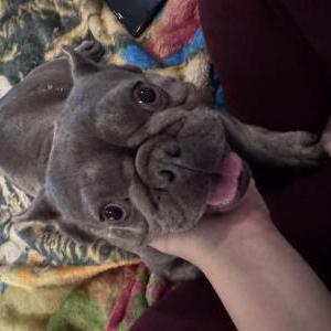 Image of Unknown, Found Dog