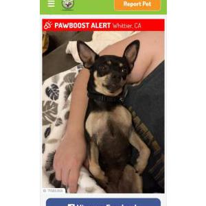 Image of Brye, Lost Dog