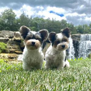 Image of Ava, Lost Dog