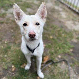 Image of Unknown, Found Dog