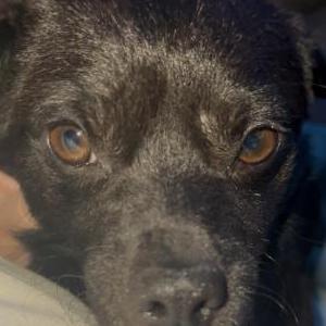 Image of Unknown, Found Dog