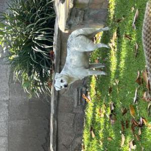 Image of Unknown, Found Dog