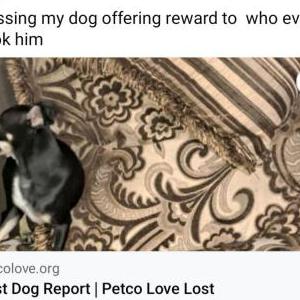Image of Jerry, Lost Dog