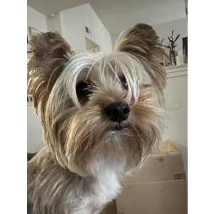 Image of Prince, Lost Dog