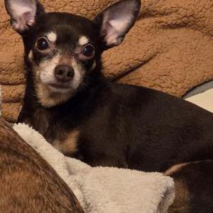 Lost Dog BB