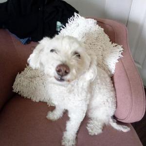 Image of Muneco, Lost Dog
