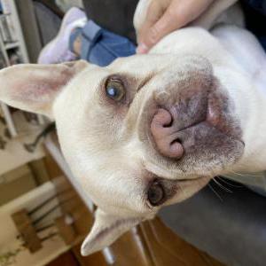 Found Dog Unknown