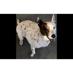 Image of Shoto, Lost Dog