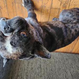 Image of Unknown, Found Dog