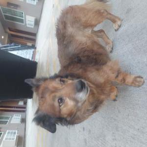 Found Dog Unknown