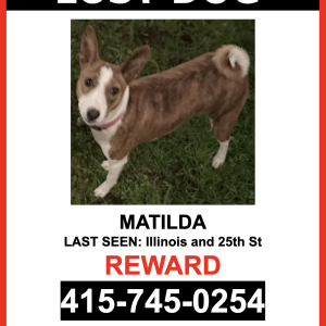 Image of Matilda, Lost Dog