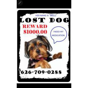 Lost Dog Bell