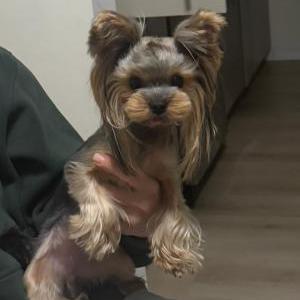 Lost Dog Maya