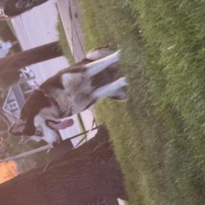 Lost Dog Roo