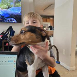 Image of Axle, Lost Dog