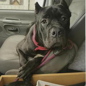 Lost Dog Chanel