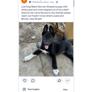 Lost Dog Kai