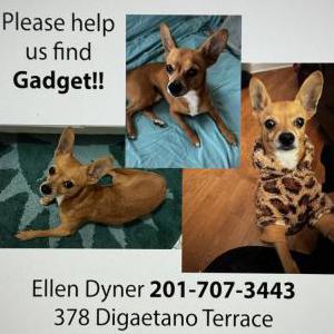 Lost Dog Gadget