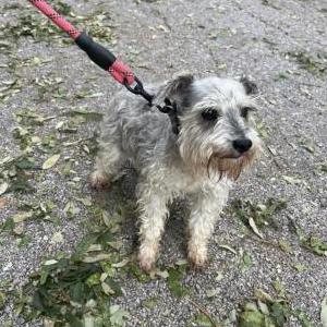 Image of Bowzer, Lost Dog