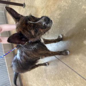Found Dog Unknown