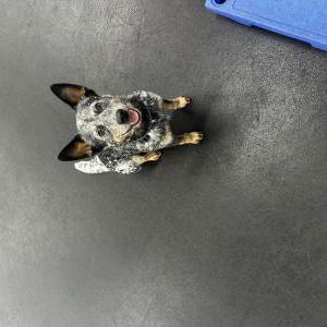 Image of Nicky, Lost Dog