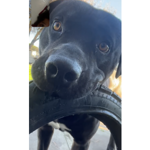 Lost Dog Red