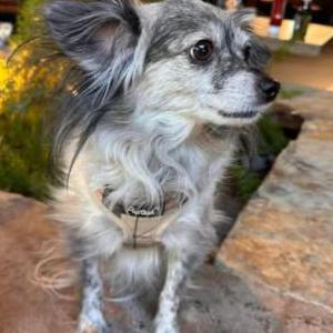 Image of Chloe, Lost Dog