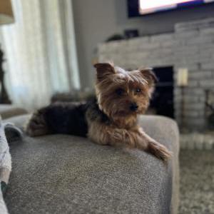 Lost Dog Tyson