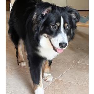 Lost Dog Pepper
