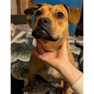 Found Dog Unknown