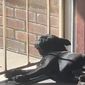 Lost Dog Raider