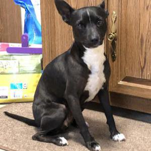 Found Dog unknown