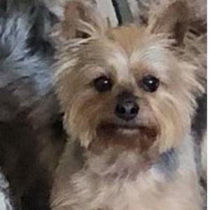 Image of D’Jhanae King, Lost Dog