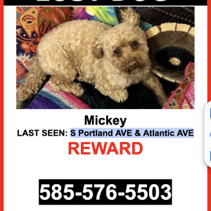 Lost Dog Mickey