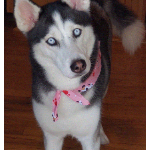 Image of Akira Dellutri, Lost Dog