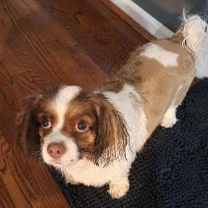 Image of Lucy, Lost Dog