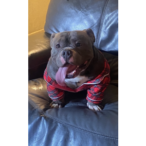 Lost Dog Koba