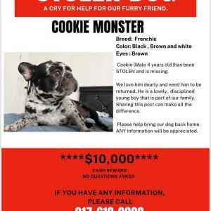 Lost Dog Cookie