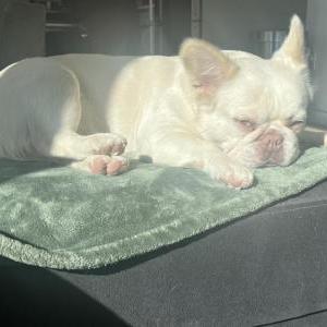 Lost Dog Pinky
